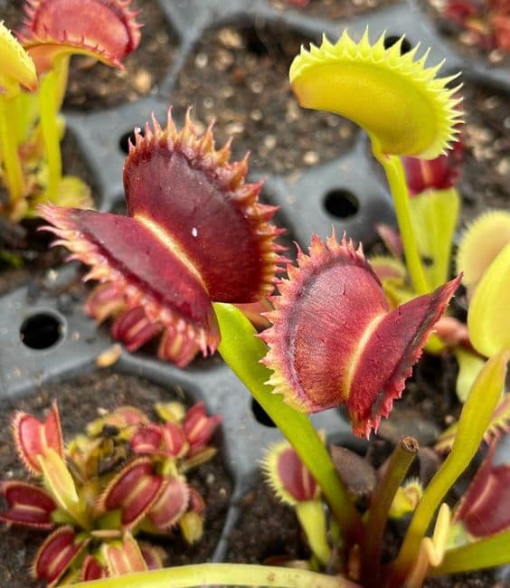 FT053 Dionaea muscipula Supernova