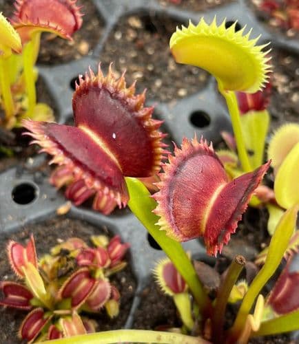 FT053 Dionaea muscipula Supernova