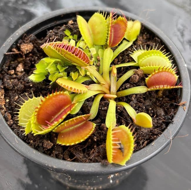 FT054 Dionaea muscipula 'Belzebub' Small