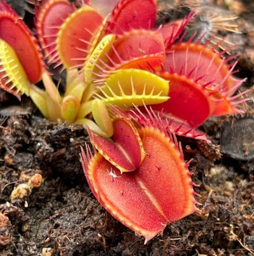 FT055 Dionaea muscipula 'Equobia' Small
