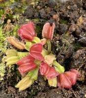FT056 Dionaea muscipula 'Angel Wings' SMLL