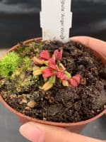 FT056 Dionaea muscipula 'Angel Wings' SMLL