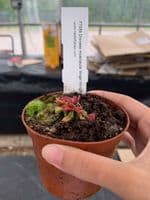 FT056 Dionaea muscipula 'Angel Wings' SMLL