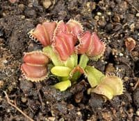 FT056 Dionaea muscipula 'Angel Wings' SMLL