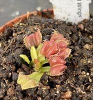 FT056 Dionaea muscipula 'Angel Wings' SMLL
