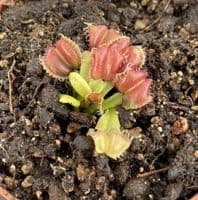 FT056 Dionaea muscipula 'Angel Wings' SMLL