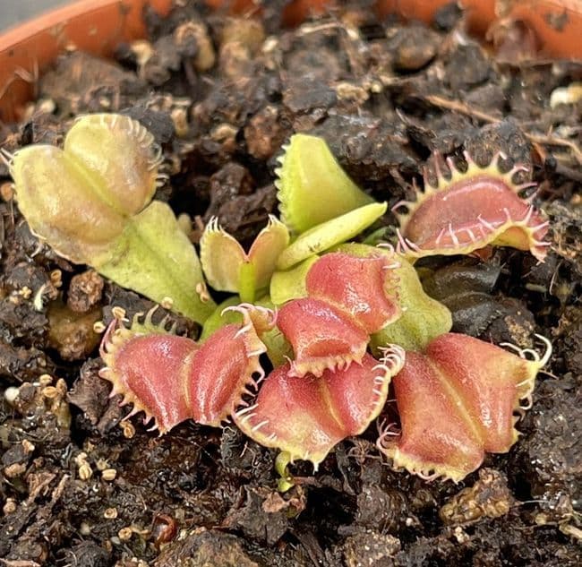 FT056 Dionaea muscipula 'Angel Wings' SMLL