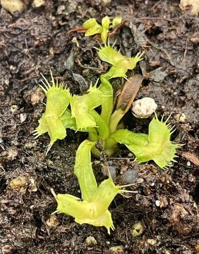 FT058 Dionaea muscipula 'Spider-Man