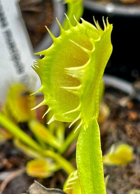 FT059 Dionaea muscipula Crispy Sun Small