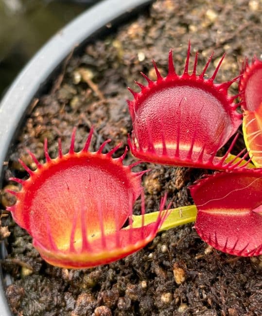 FT060 Dionaea muscipula Crossed teeth