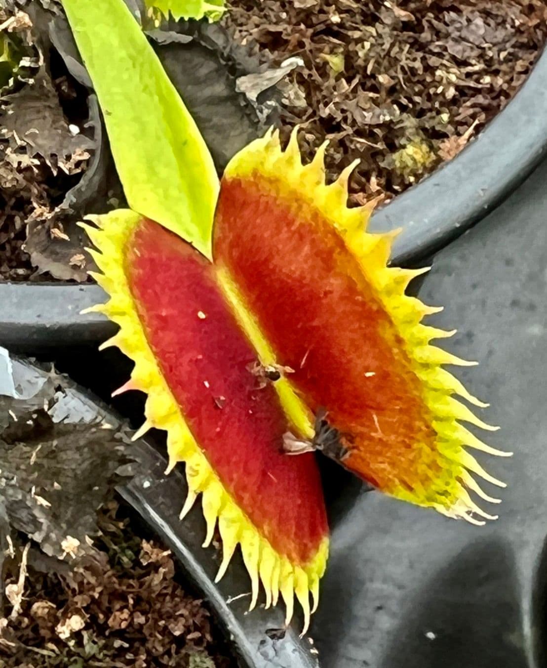 FT063 Dionaea muscipula Big Dracuta
