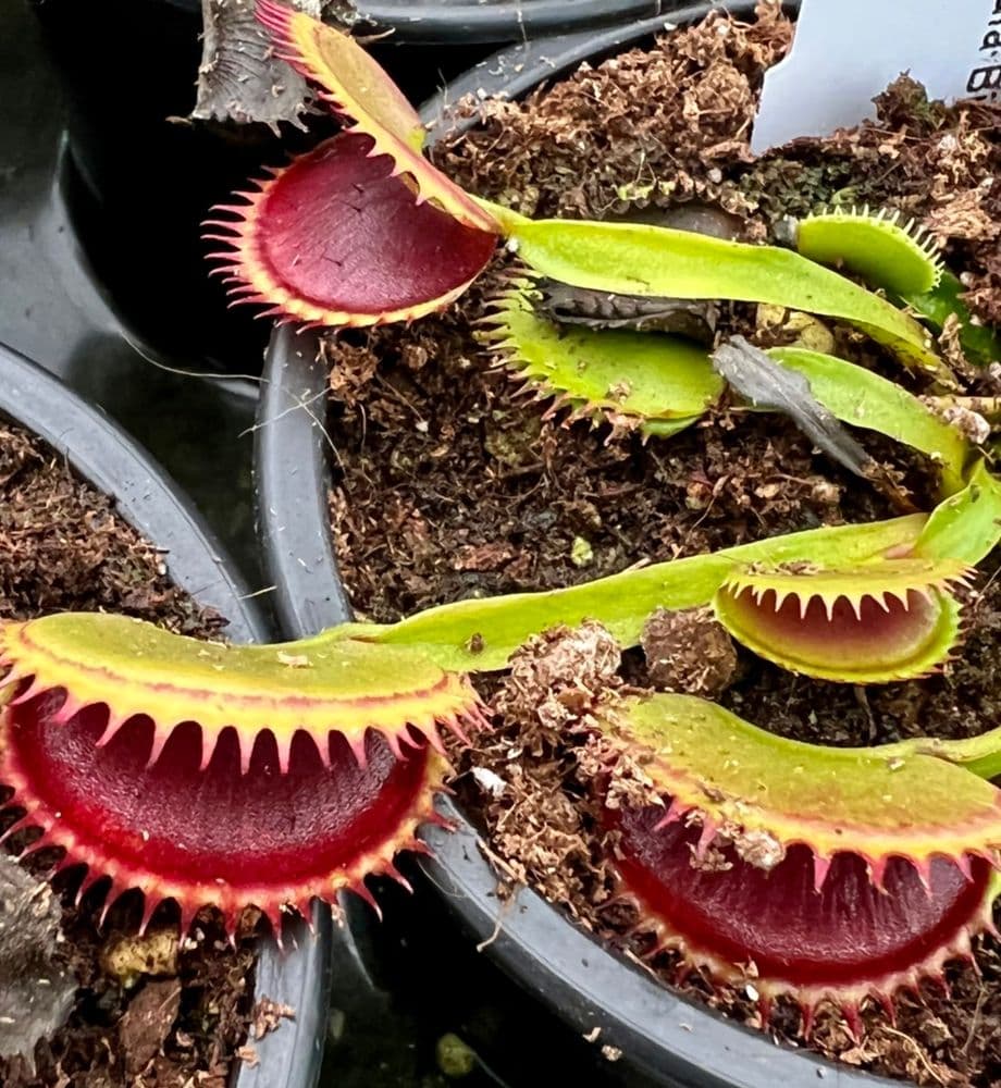 Dionaea Muscipula Jumbo – Giardino Carnivoro - Foto 3