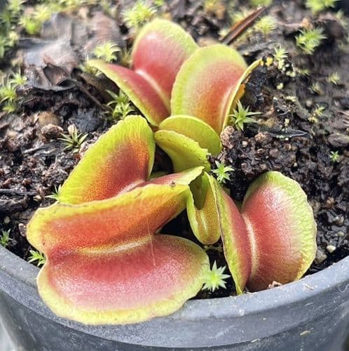 FT101 Dionaea muscipula Candy cane
