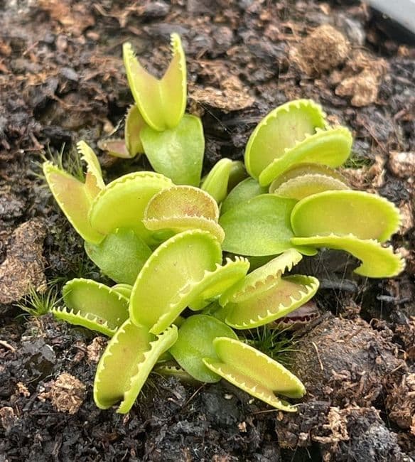 Dionaea Muscipula Jumbo – Giardino Carnivoro - Foto 8