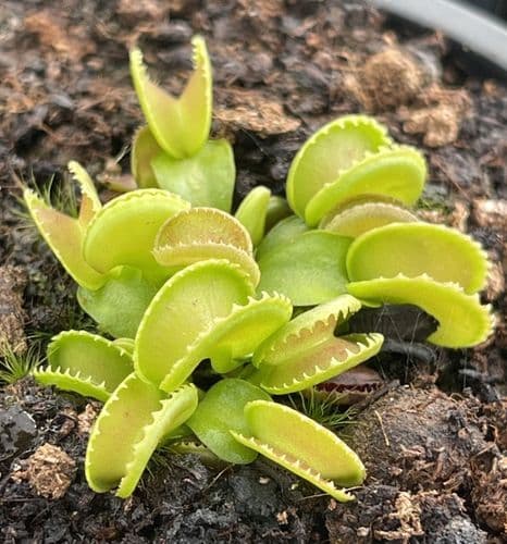FT102 Dionaea muscipula Giant Cudo