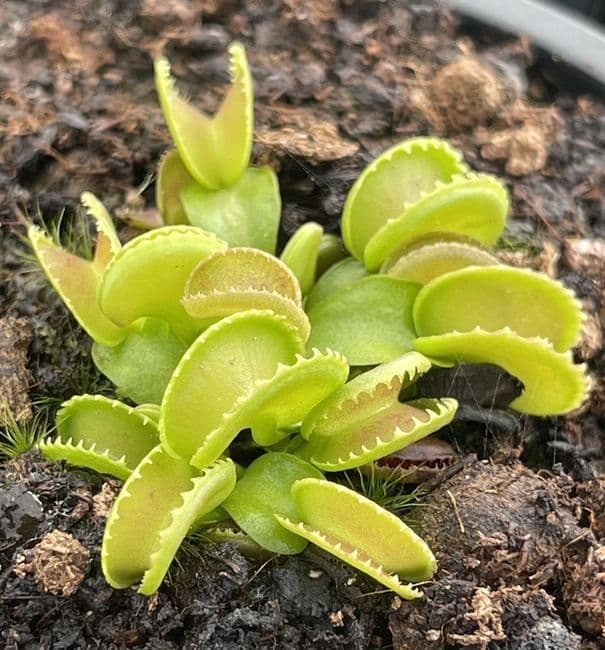 FT102 Dionaea muscipula Giant Cudo