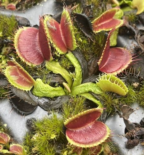 FT103 Dionaea muscipula Schup-Destruction