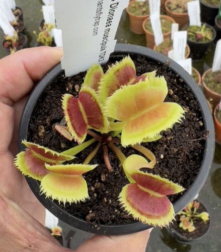 FT104 Dionaea muscipula TDK3