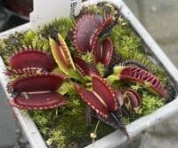 FT105 Dionaea muscipula Bimbo