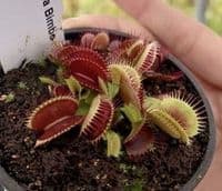 FT105 Dionaea muscipula Bimbo