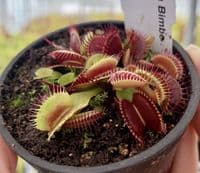 FT105 Dionaea muscipula Bimbo