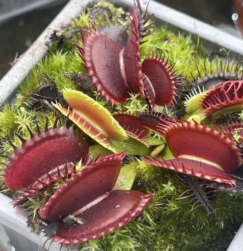 FT105 Dionaea muscipula Bimbo