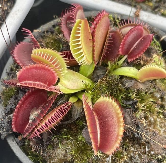 FT106 Dionaea muscipula Jumbo small