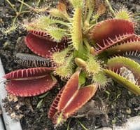 FT106 Dionaea muscipula Jumbo (small)