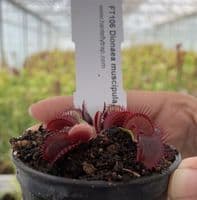 FT106 Dionaea muscipula Jumbo (small)