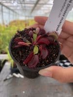 FT106 Dionaea muscipula Jumbo (small)