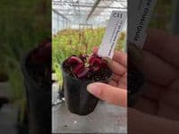 FT106 Dionaea muscipula Jumbo (small)