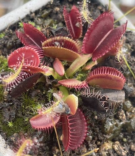 FT106 Dionaea muscipula Jumbo (small)