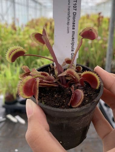 FT107 Dionaea muscipula Gold Strike Small