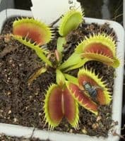 FT108 Dionaea muscipula Up-Giant
