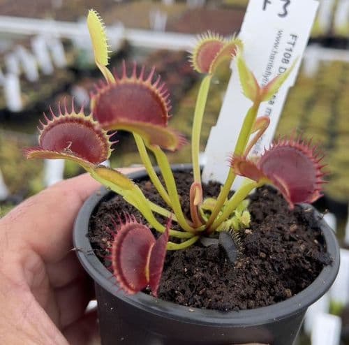 FT108 Dionaea muscipula Up-Giant
