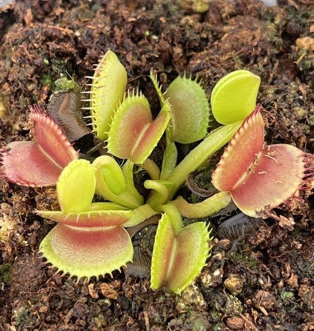 FT109 Dionaea muscipula Basmati x O.P. #9