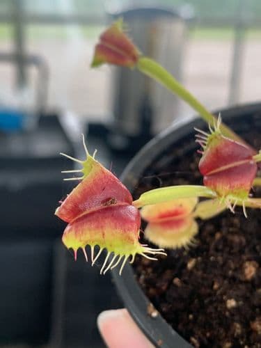 FT110 Dionaea muscipula Umgekrempelt