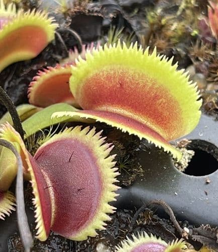 FT112 Dionaea muscipula Lunatic Fringe