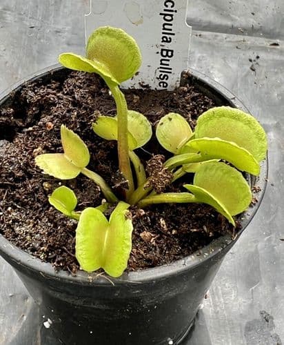 FT114 Dionaea muscipula Bullseye