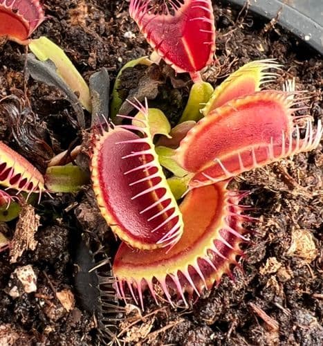 FT27 Dionaea muscipula 'Louchapates'