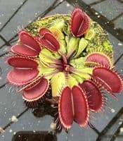 FT28 Dionaea muscipula Flexx