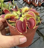 FT28 Dionaea muscipula Flexx