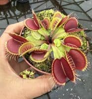 FT28 Dionaea muscipula Flexx