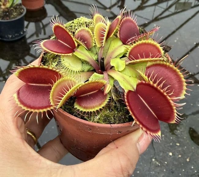 FT28 Dionaea muscipula Flexx