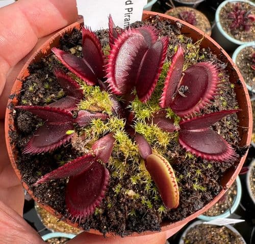 FT29 Venus Fly Trap Red Piranha