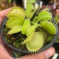 FT32 Dionaea muscipula - All green Giant