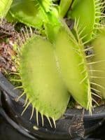 FT32 Dionaea muscipula - All green Giant