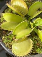 FT32 Dionaea muscipula - All green Giant