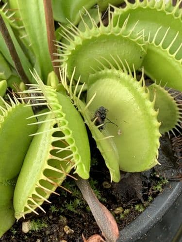 FT32 Dionaea muscipula - All green Giant