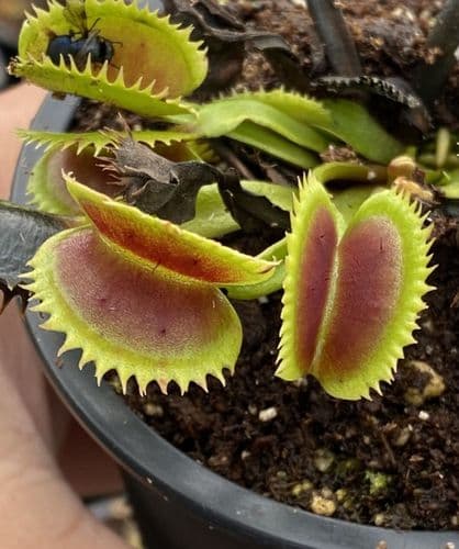 FT36 Dionaea muscipula UK Sawtooth1